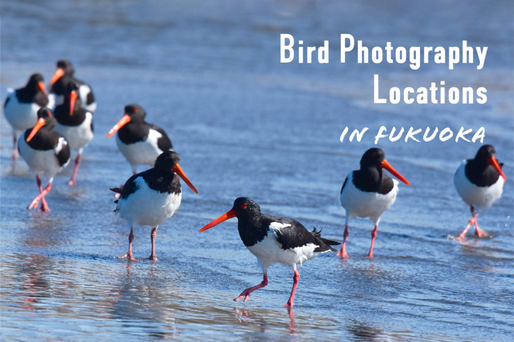福岡県でオススメの野鳥撮影スポット！最適なレンズや季節も解説