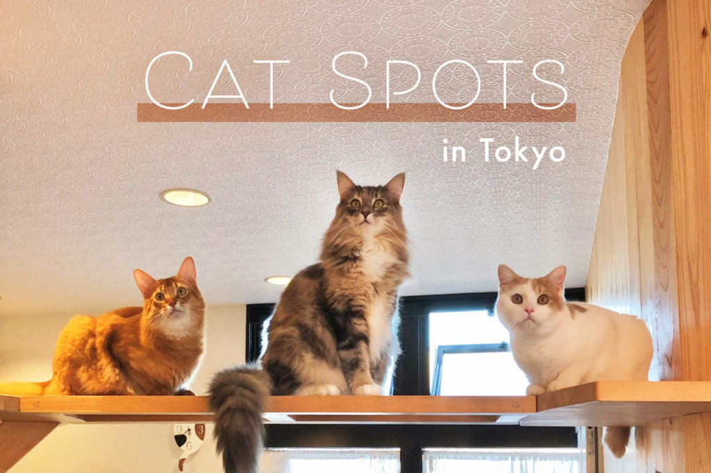 東京都でオススメの猫スポット