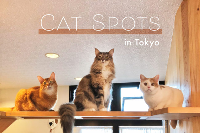 東京都でオススメの猫スポット10選