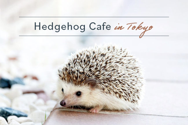 東京都でオススメのハリネズミカフェ7選