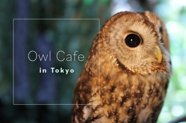 東京都でオススメのフクロウカフェ10選