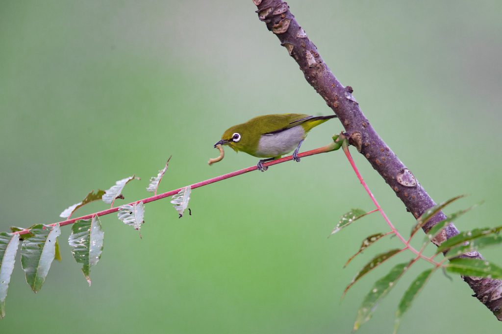 野鳥　設定