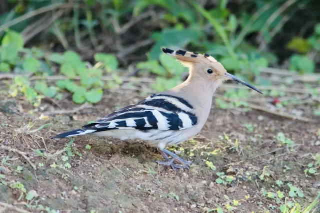 野鳥の羽根　鳥　ヤツガシラの羽根 野鳥の羽根 鳥 ヤツガシラの羽根