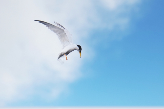 コアジサシ ホバリング 青空