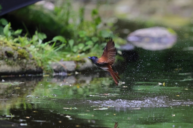 サンコウチョウメス水浴び