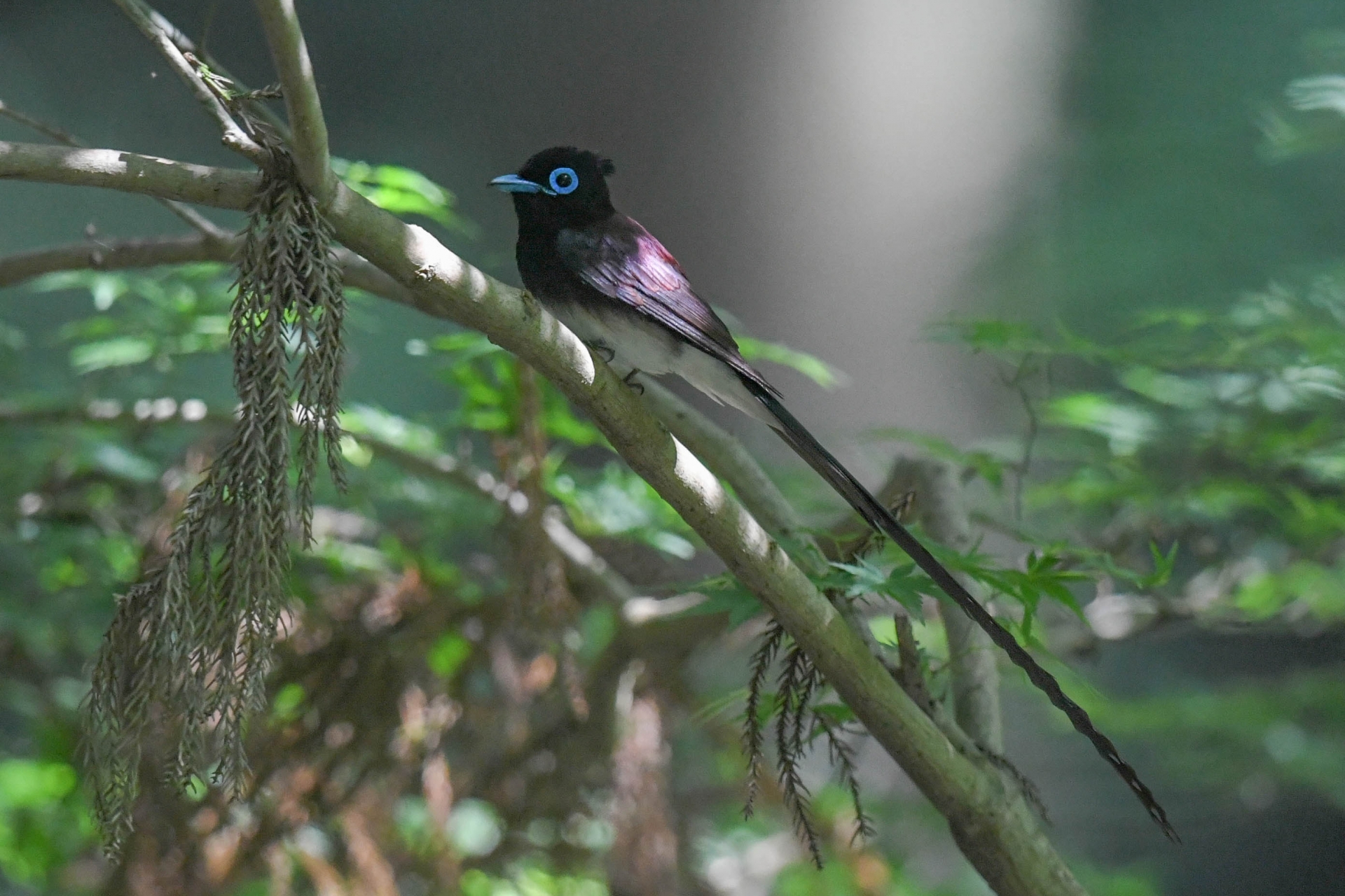 サンコウチョウ Goopass野鳥図鑑