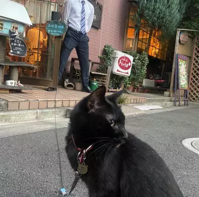 関東の猫スポットおすすめ10選 Goopass Animal Magazine