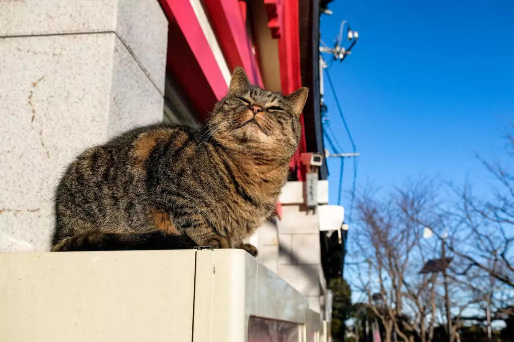 関東で猫と触れ合えるスポットおすすめ10選 | GOOPASS ANIMAL MAGAZINE