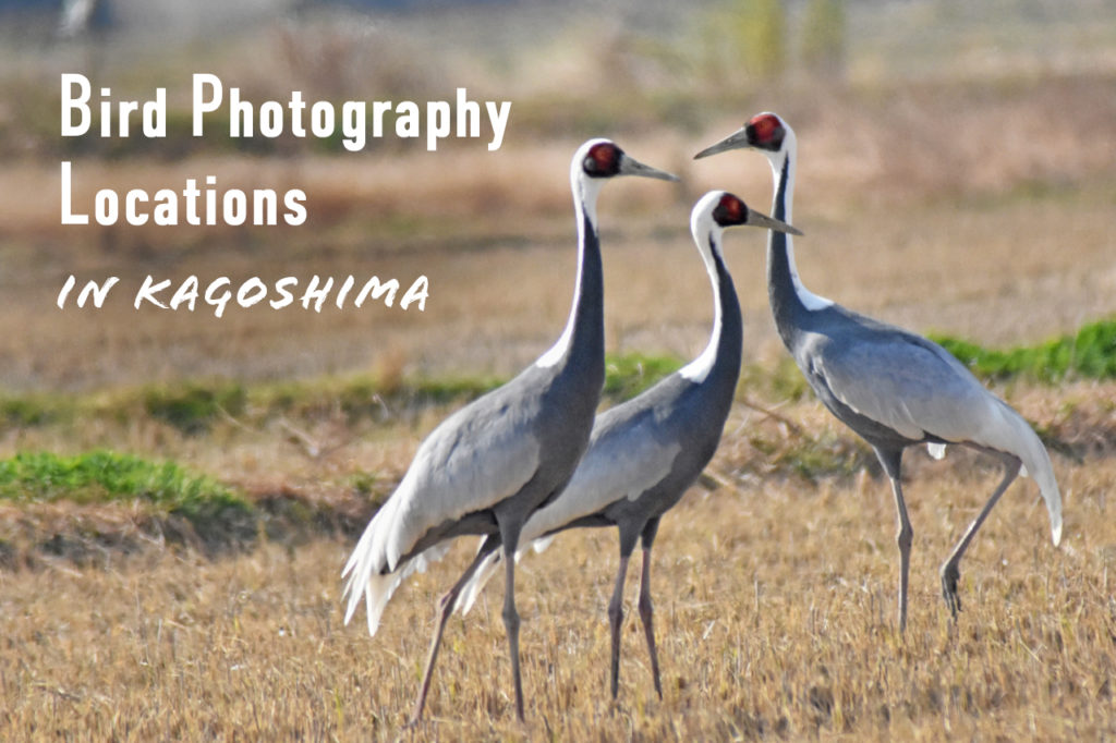 鹿児島県でオススメの野鳥撮影スポット！最適なレンズや季節も解説