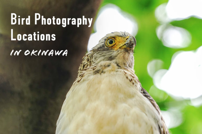 沖縄県でオススメの野鳥撮影スポット10選！観察できる種類と季節も解説