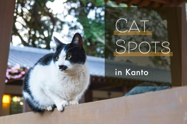 関東で猫と触れ合えるスポットおすすめ10選