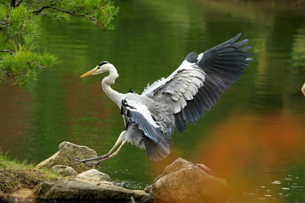アオサギ　庭園　飛翔
