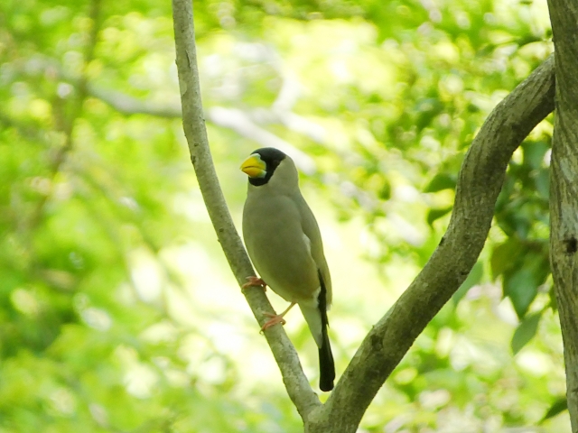 イカル 森