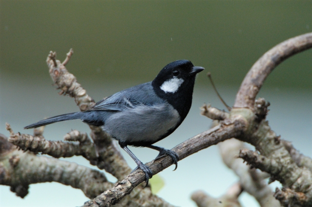 シジュウカラ Goopass野鳥図鑑