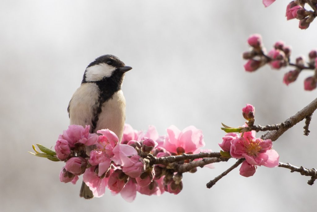 シジュウカラ 梅