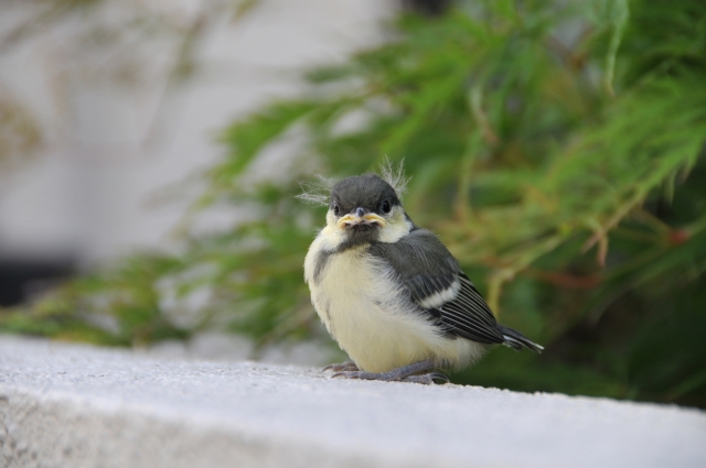 シジュウカラ Goopass野鳥図鑑