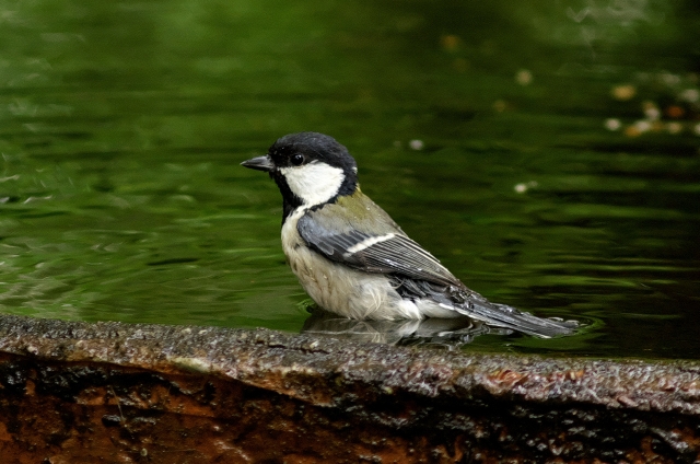 シジュウカラ Goopass野鳥図鑑