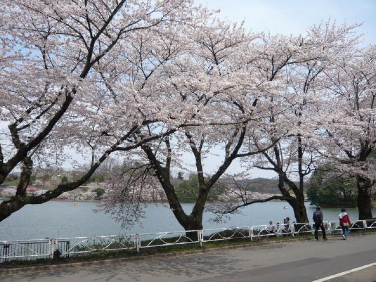 高松の池 桜
