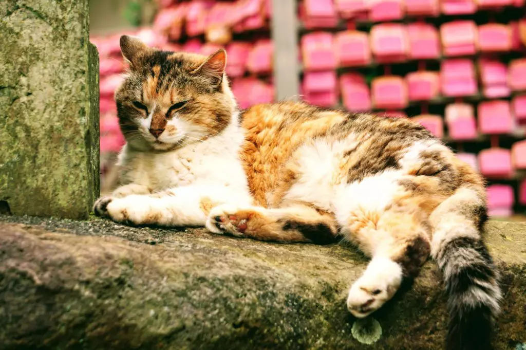 神奈川県でオススメの猫スポット10選 Goopass Animal Magazine
