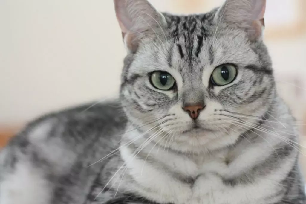 仔犬抱き上げるショートコート グレー canone GUNZE グンゼ