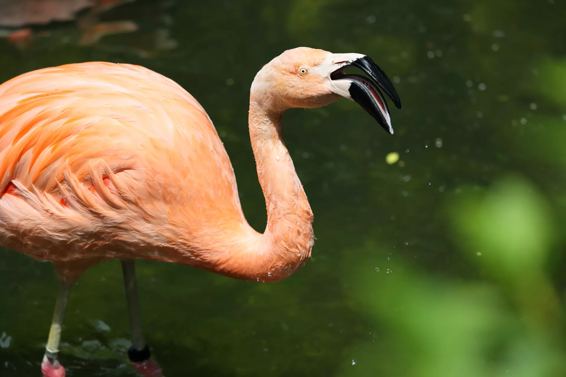 実写レビュー Canon キヤノン Eos R6で野鳥を撮影してみた Goopass Animal Magazine 実写レビュー Canon キヤノン Eos R6で野鳥を撮影してみた Goopass Animal Magazine