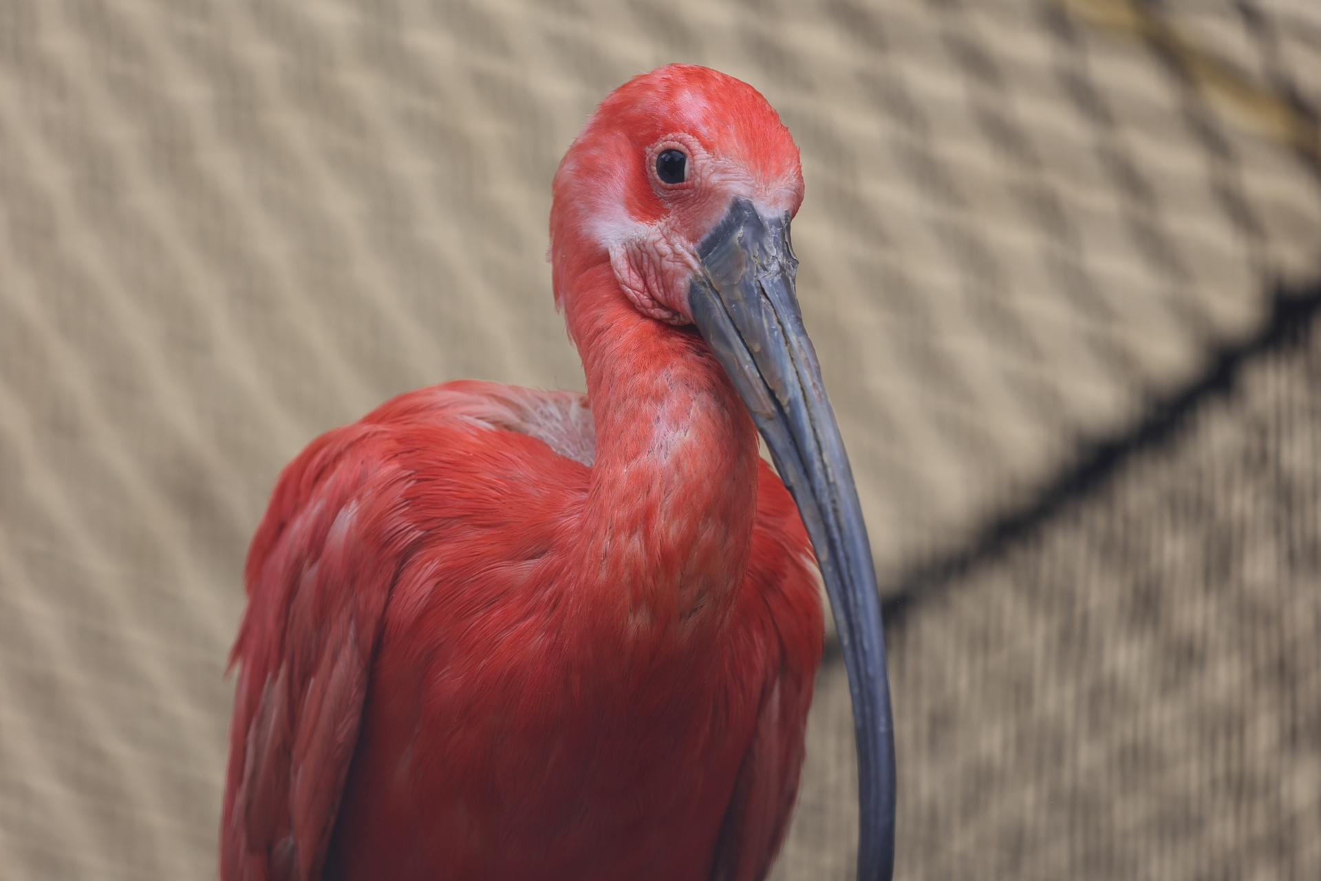 実写レビュー Canon キヤノン Eos R6で野鳥を撮影してみた Goopass Animal Magazine