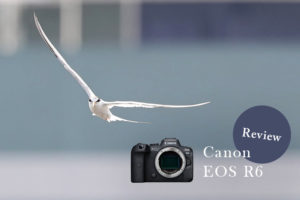 実写レビュー！Canon（キヤノン） EOS R6で野鳥を撮影してみた