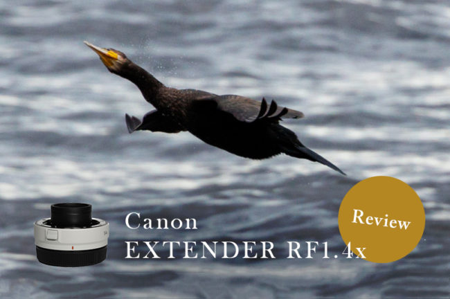 実写レビュー！Canon（キヤノン）RFマウントのEXTENDER RF1.4xを使って野鳥を撮影してみた