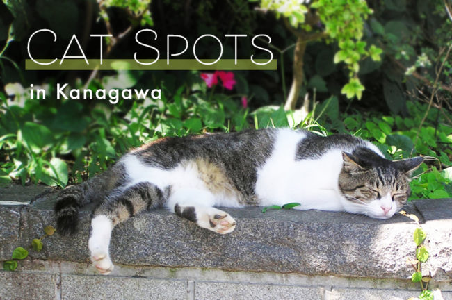 神奈川県でオススメの猫スポット10選