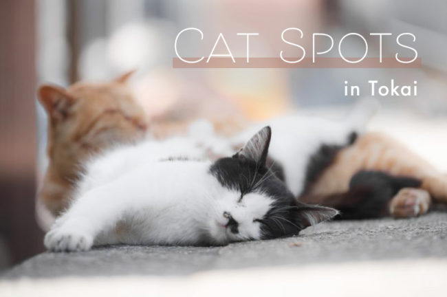 東海地方でオススメの猫スポット10選
