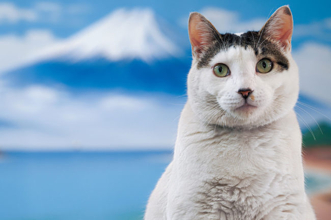 動物写真家・岩合光昭の新作写真展「岩合光昭の日本ねこ歩き」が開催