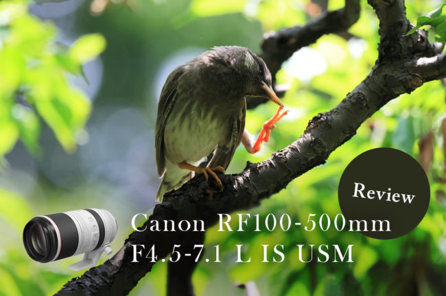 実写レビュー！Canon（キヤノン） RF100-500mm F4.5-7.1L IS USMで野鳥を撮影してみた