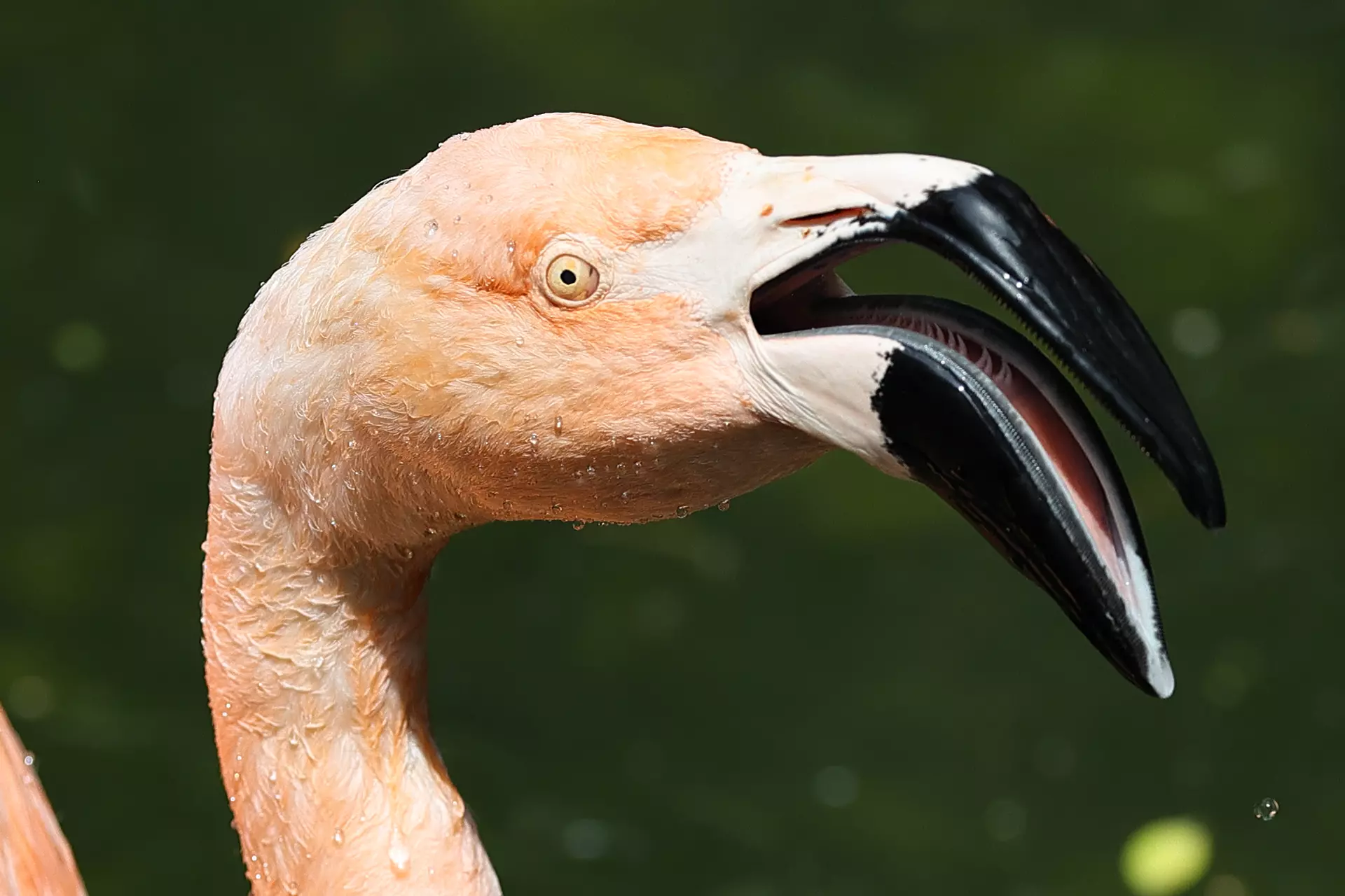 実写レビュー Canon キヤノン Eos R6で野鳥を撮影してみた Goopass Animal Magazine 実写レビュー Canon キヤノン Eos R6で野鳥を撮影してみた Goopass Animal Magazine