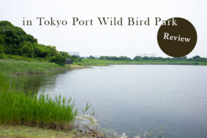東京港野鳥公園に野鳥撮影に行ってみた！撮影ポイントやオススメ撮影法を紹介
