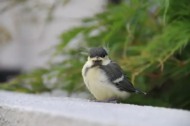 シジュウカラ｜GOOPASS野鳥図鑑