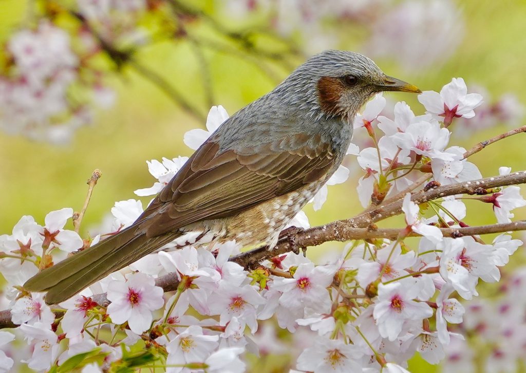 ヒヨドリ　桜