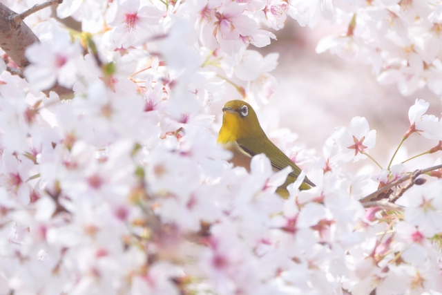 メジロ 桜