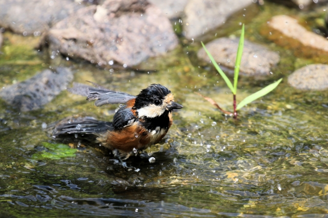 水浴びヤマガラ