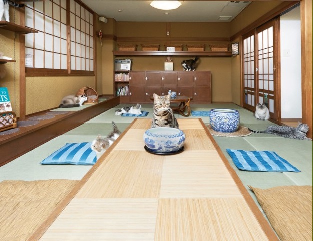 猫の時間きた本店