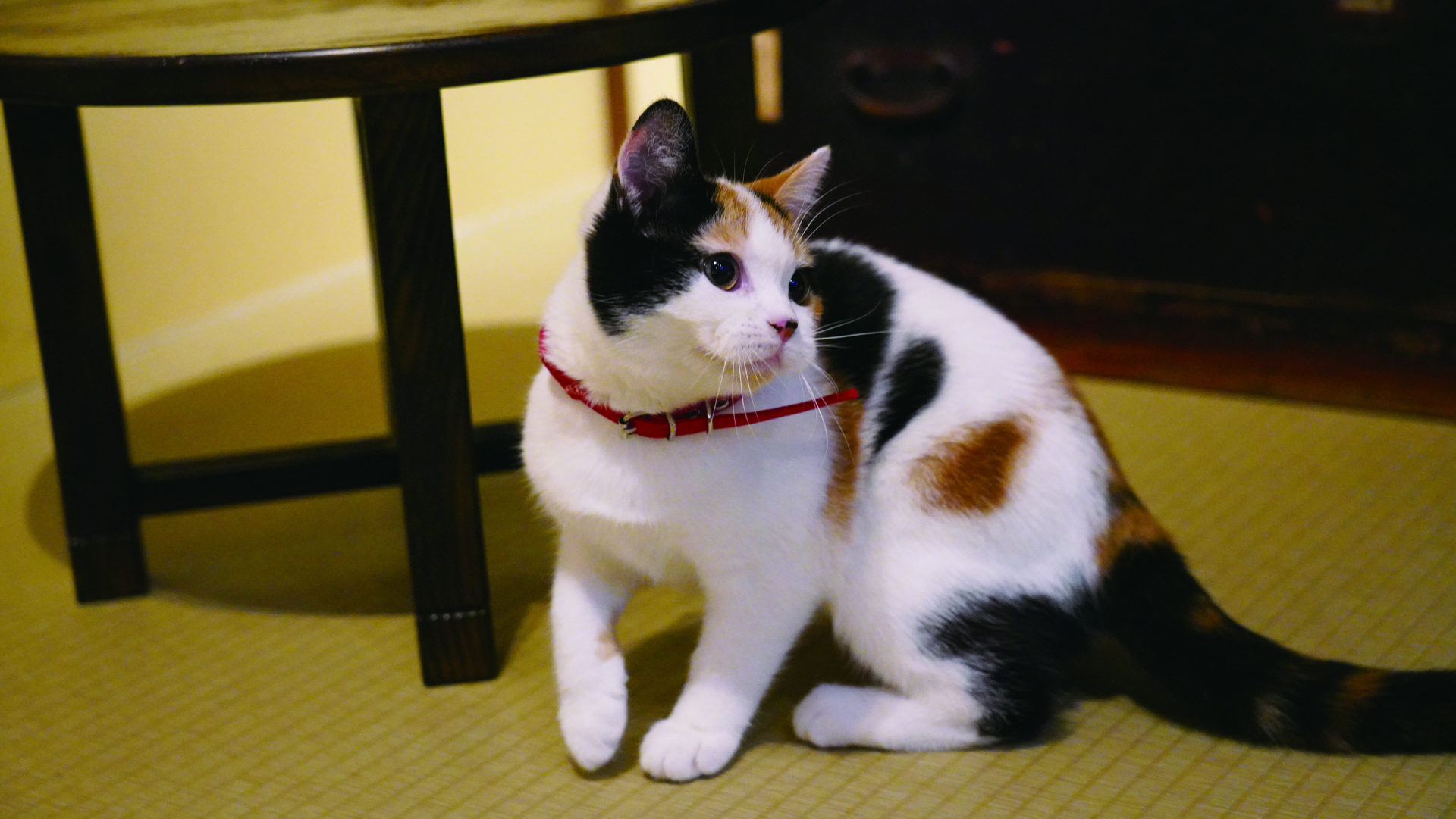 三毛猫茶屋