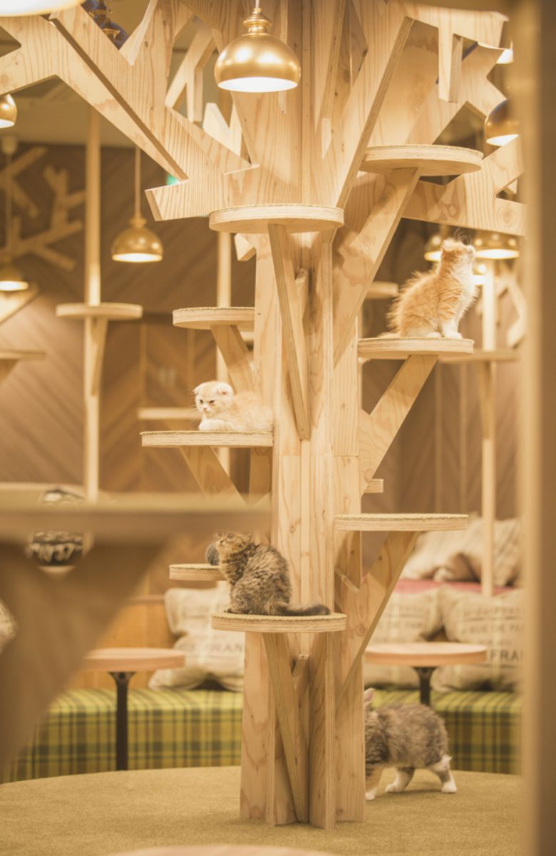 猫カフェMOCHA大阪心斎橋店