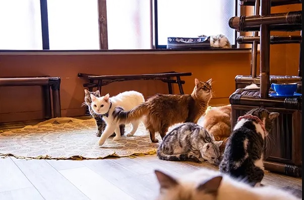 猫カフェぐるぐる堂