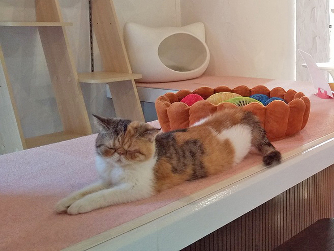 猫鈴