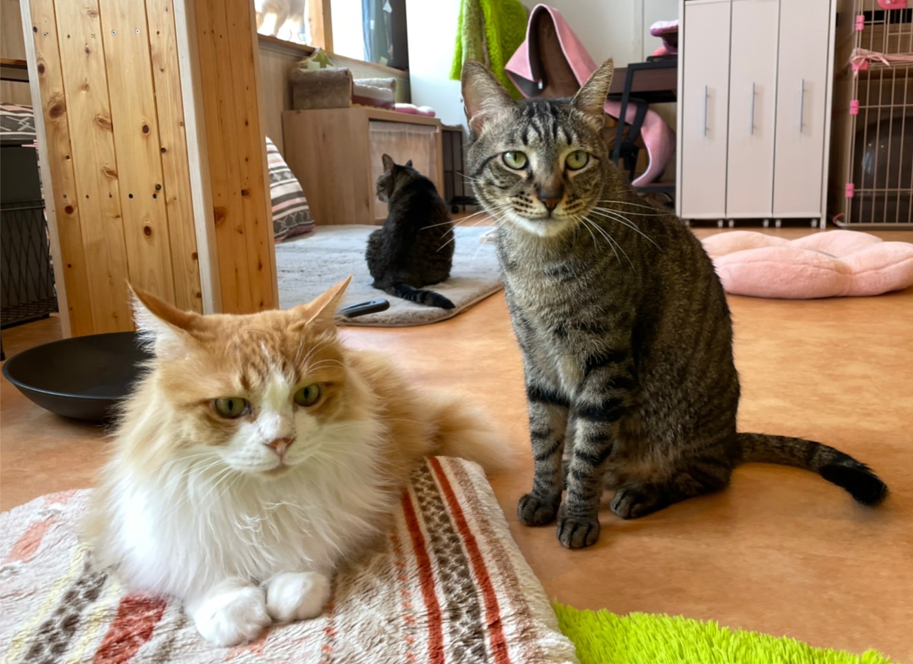 猫の恵庭