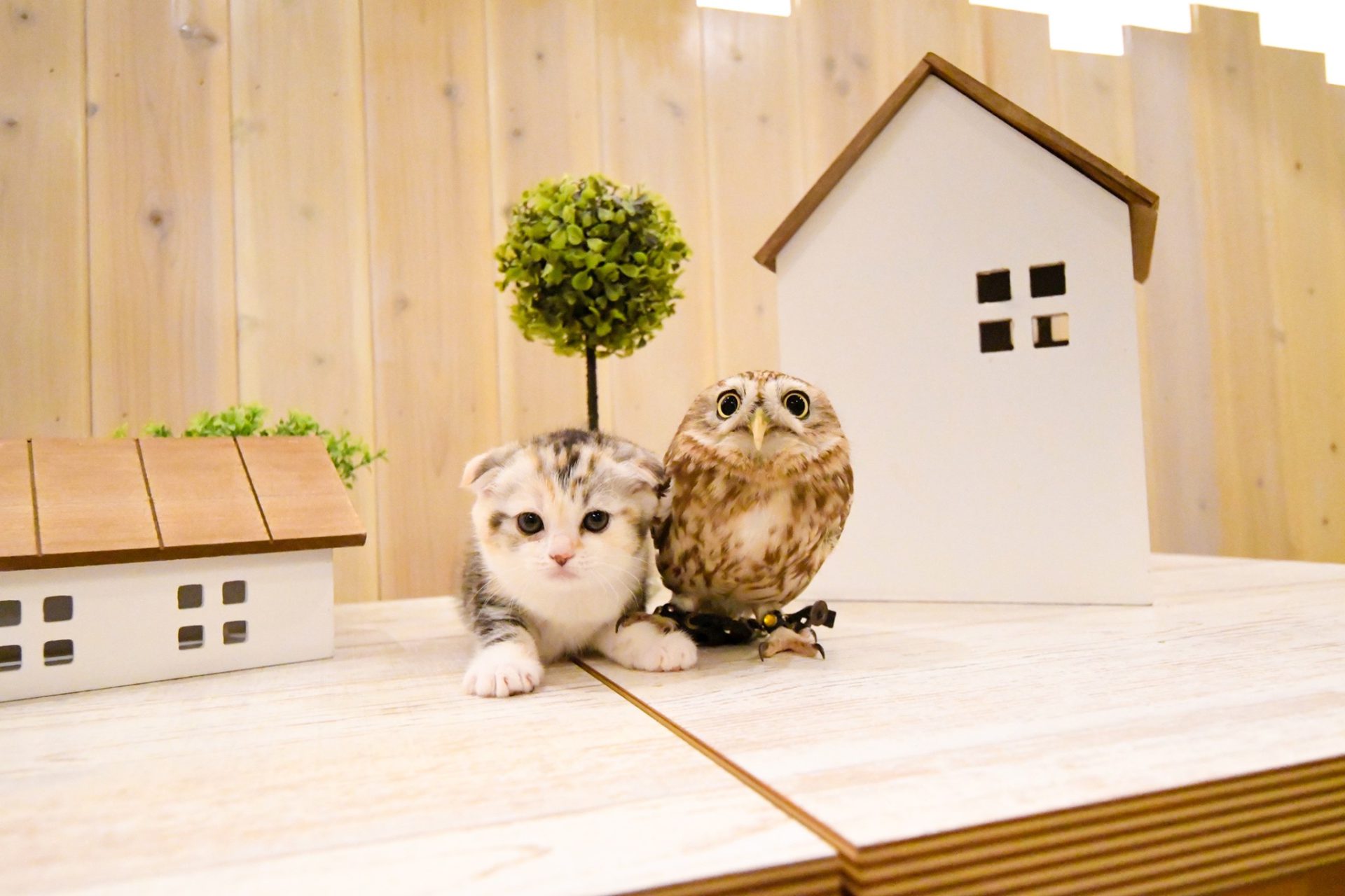フクロウコーヒー