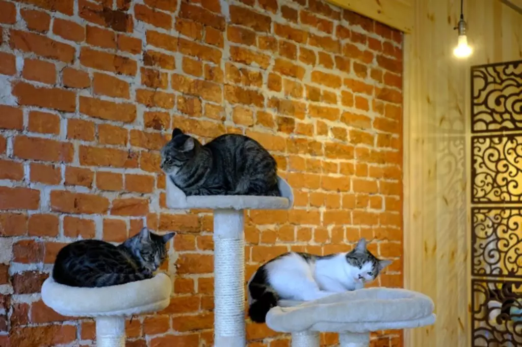 福岡県の猫カフェおすすめ10選 Goopass Animal Magazine