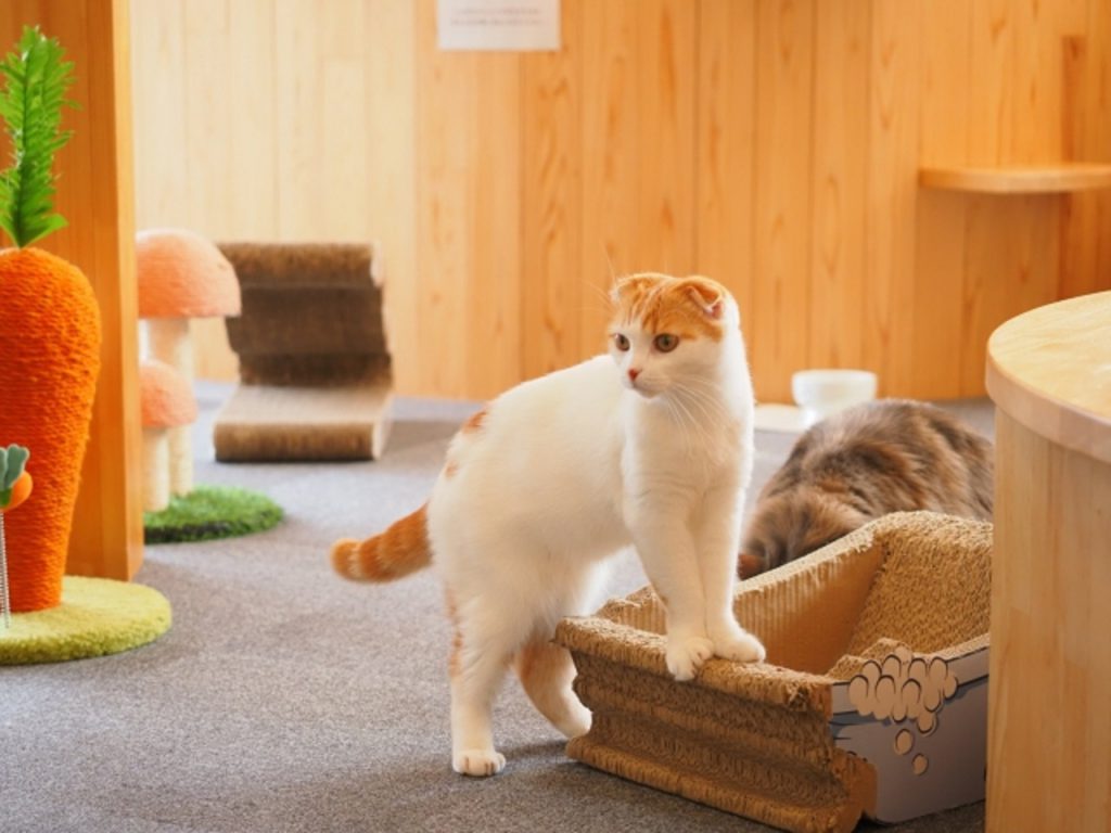 猫