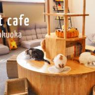 福岡県の猫カフェおすすめ10選