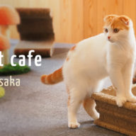 大阪でおすすめの猫カフェ10選！抱っこができる人懐っこい猫や保護猫カフェも紹介