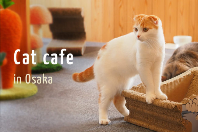 大阪でおすすめの猫カフェ10選！抱っこができる人懐っこい猫や保護猫カフェも紹介